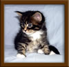 4 Week Old Maine Coon Kittens